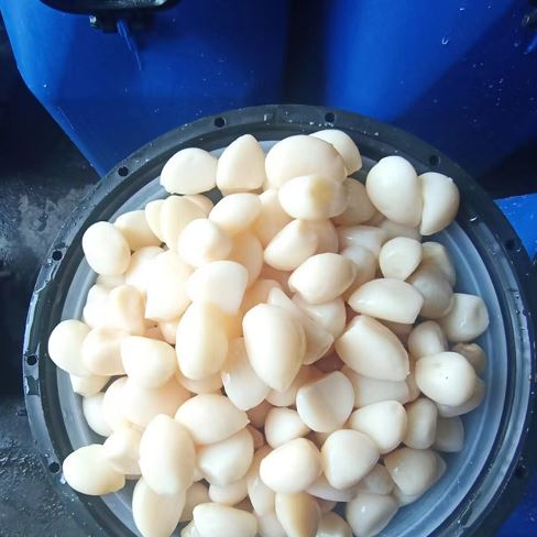Fresh Peeled Garlic In Brine in drum